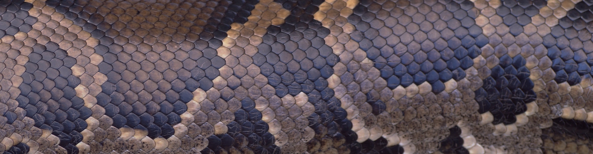 13 Awesome Python Developers to Follow Online | New Relic