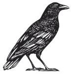 raven illustration