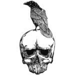 raven on a skull illustration