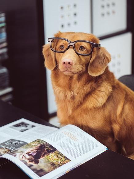 Dog wearing glasses reading a book
