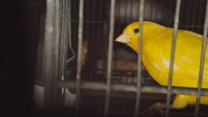 Yellow pet canary 