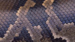 Close up detail of a python snake skin