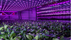 IGS Vertical Farming