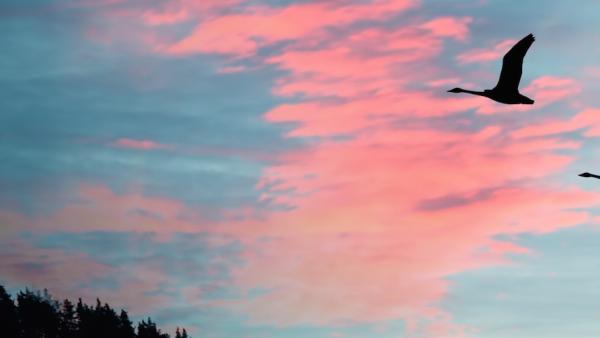 Geese silhouettes in the sky at sunset