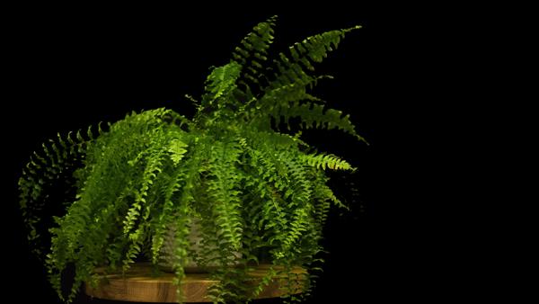 Two ferns in pots