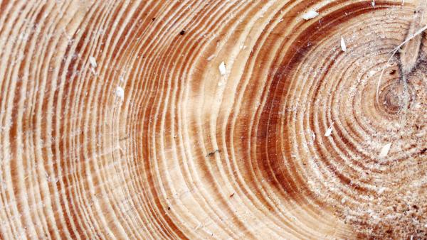 Rings from the inside of a tree