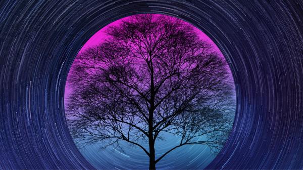 Photo of a tree viewed in circle with a purple and blue background, surrounded by rings of concentric circles 