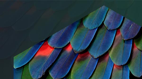 Distributed Tracing-layers-peacock pattern