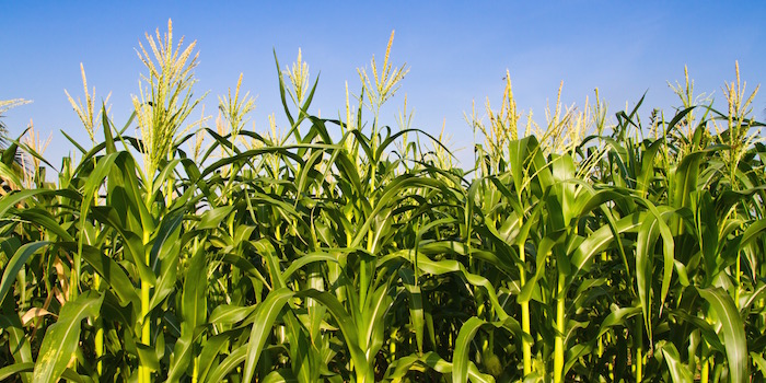 cornfield